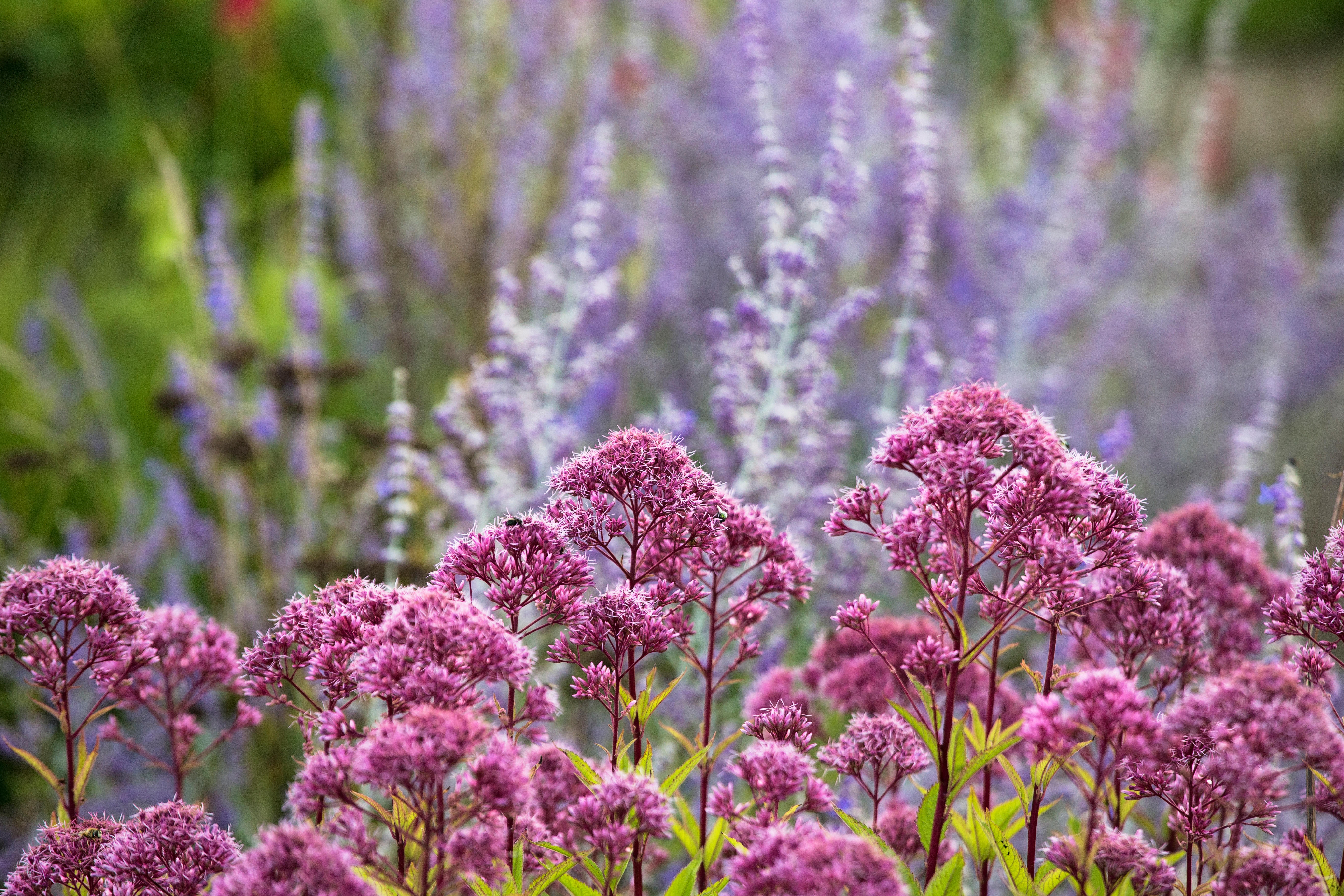 IMG 1060 oudolf HERWERKT