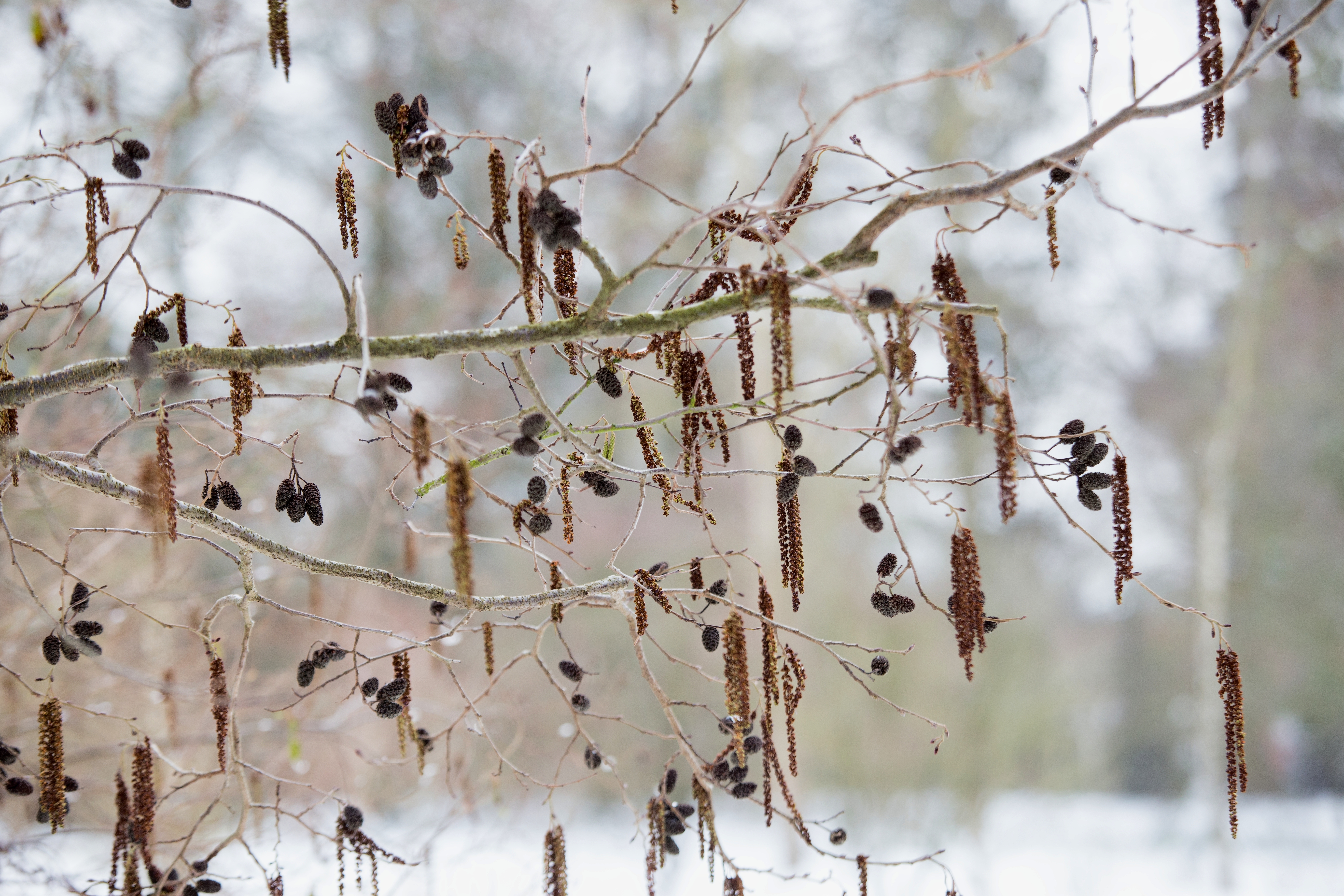 IMG 8410 wespelaar bewerkt